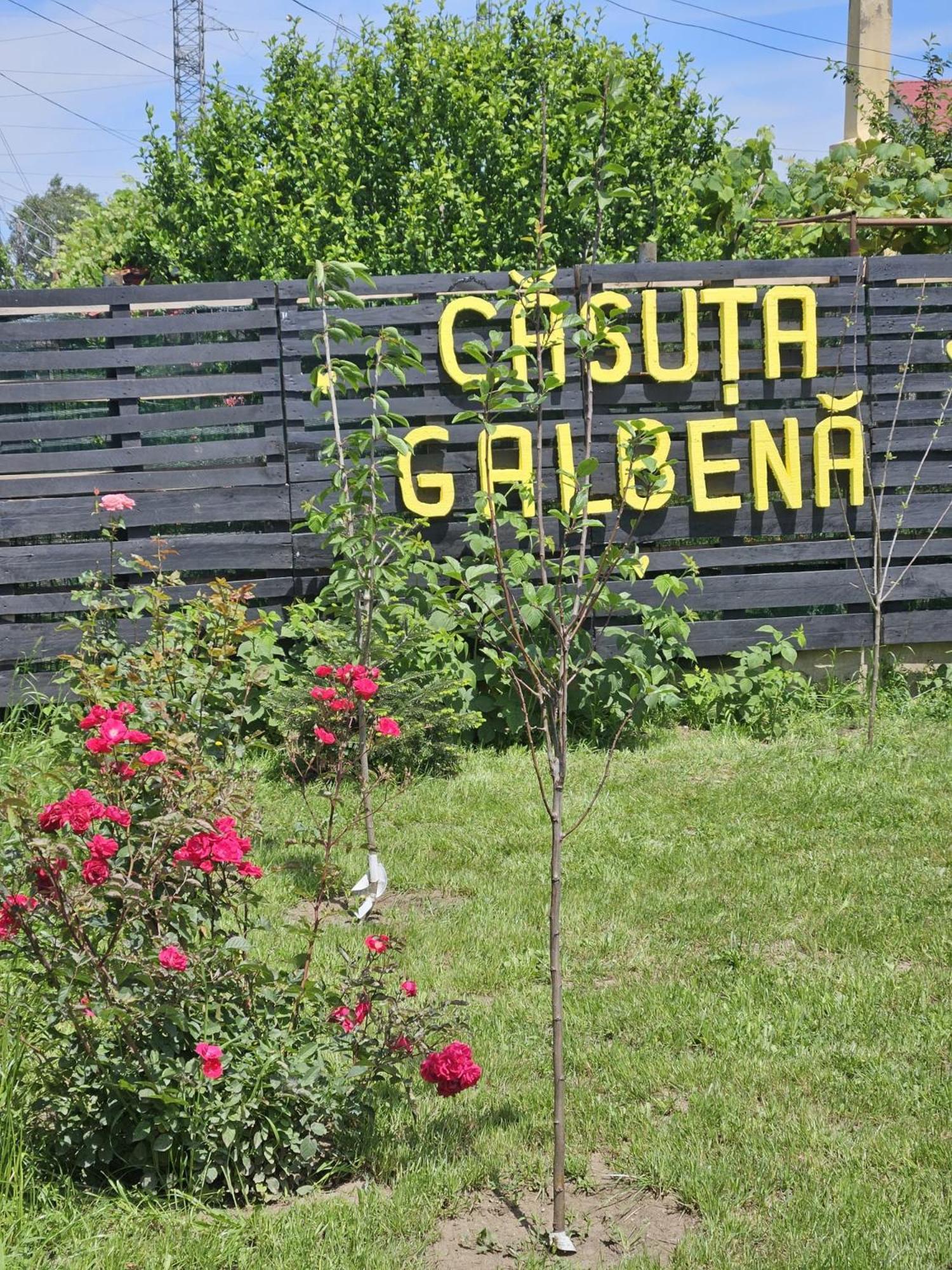 فيلا Casuta Galbena إيفوري نورد المظهر الخارجي الصورة